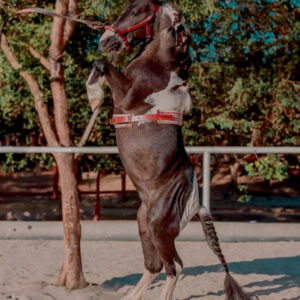 Horse Riding Lessons